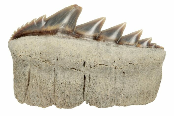 Fossil Cow Shark (Notorhynchus) Tooth - Aurora, NC #184517